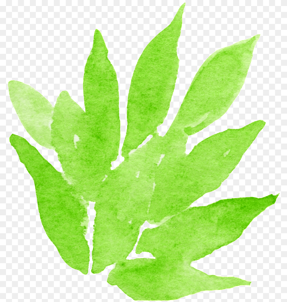 Dense Leaf Decorative Watercolor Painting, Plant, Herbal, Herbs, Green Free Transparent Png