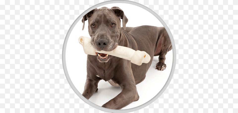 Dental Care Great Dane, Animal, Canine, Dog, Mammal Png Image