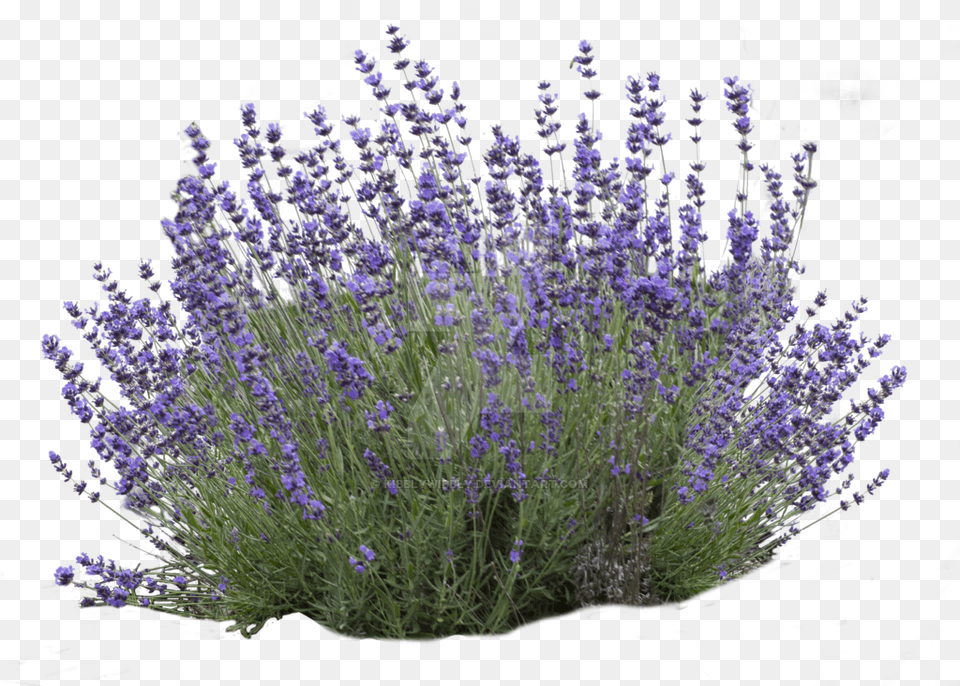 Dentataflowering Lavendercommon Sagefrench Plant Lavender Bush No Background, Flower Free Png Download