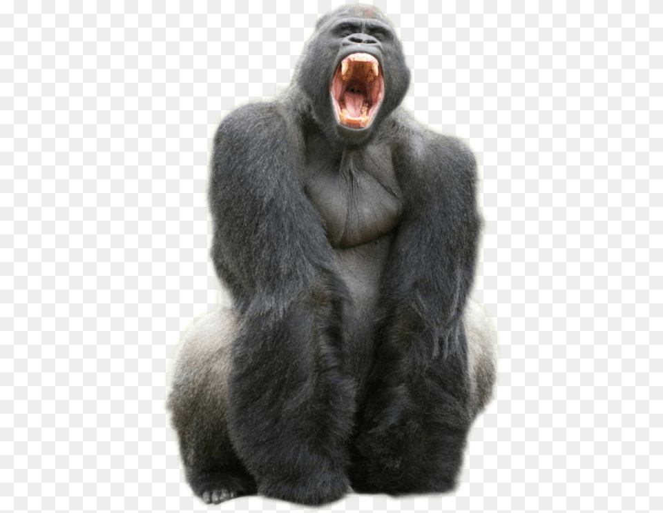 Denti Del Gorilla, Animal, Ape, Mammal, Wildlife Free Png Download