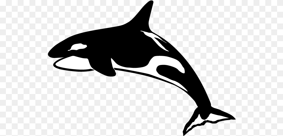 Dentist Bellingham Wa Killer Whale, Animal, Sea Life, Mammal, Adult Png