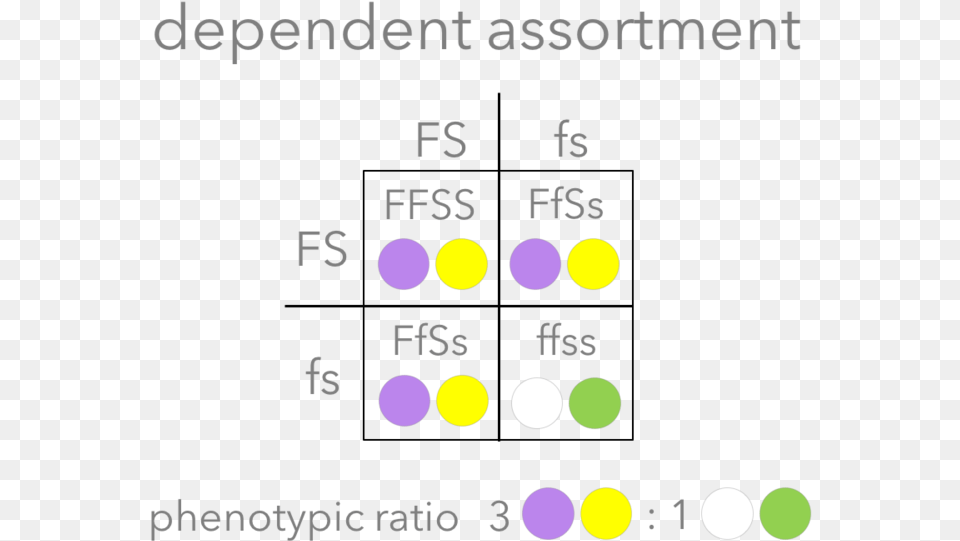 Dependent Assortment Vs Independent Assortment, Text, Symbol Png