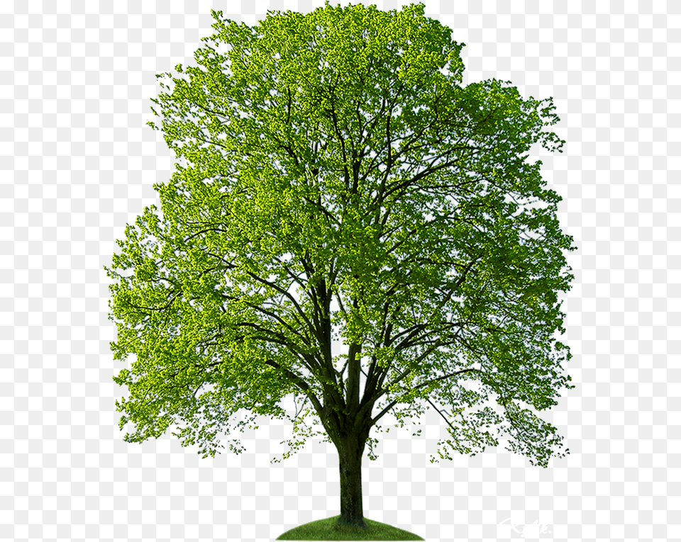 Derevo Klipart Trees For Photoshop Hd, Oak, Plant, Sycamore, Tree Png Image