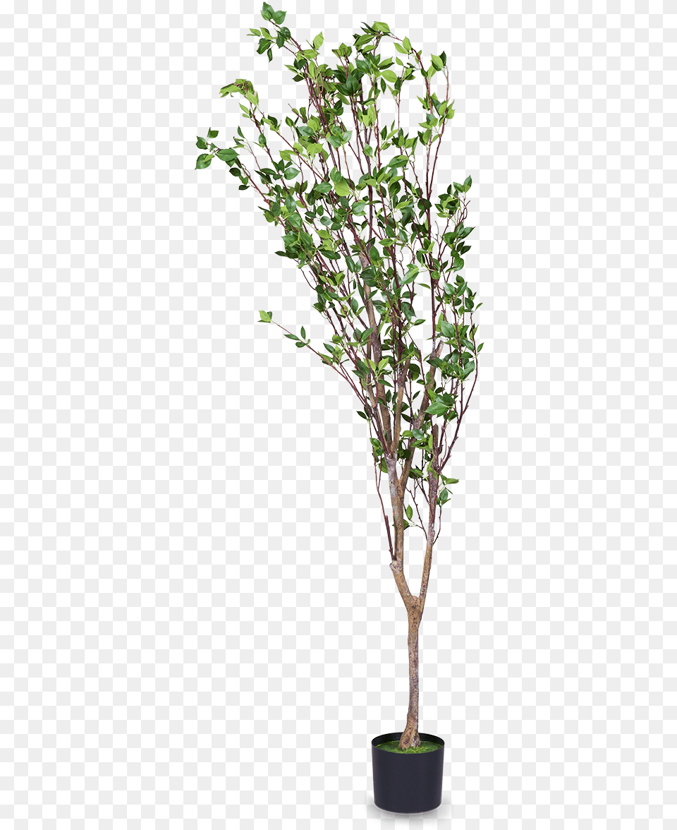 Derevo Pipal N230 Tree, Leaf, Plant, Potted Plant, Flower Png Image