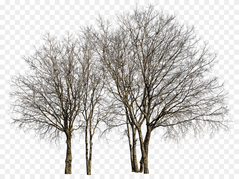 Derevo Zimoj, Plant, Tree Trunk, Tree, Ice Png Image