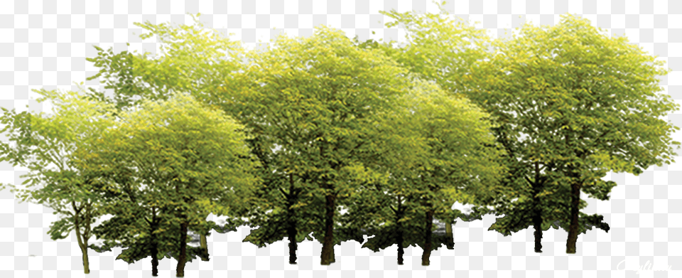 Derevya Na Prozrachnom Fone, Woodland, Vegetation, Tree, Plant Free Transparent Png