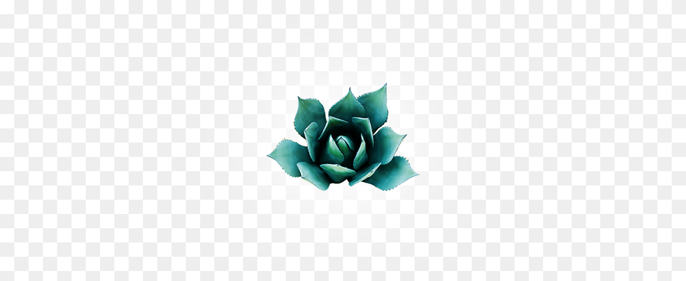 Derived From Mexico39s Blue Agave Plant Agave Is Nature39s Poster Hennigan39s Poster Carly Hennigan Poster, Leaf, Potted Plant, Flower, Rose Free Png Download