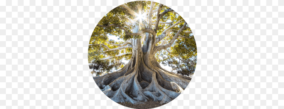 Dermatology Timber Pharmaceuticals United States Tree, Plant, Photography Png Image
