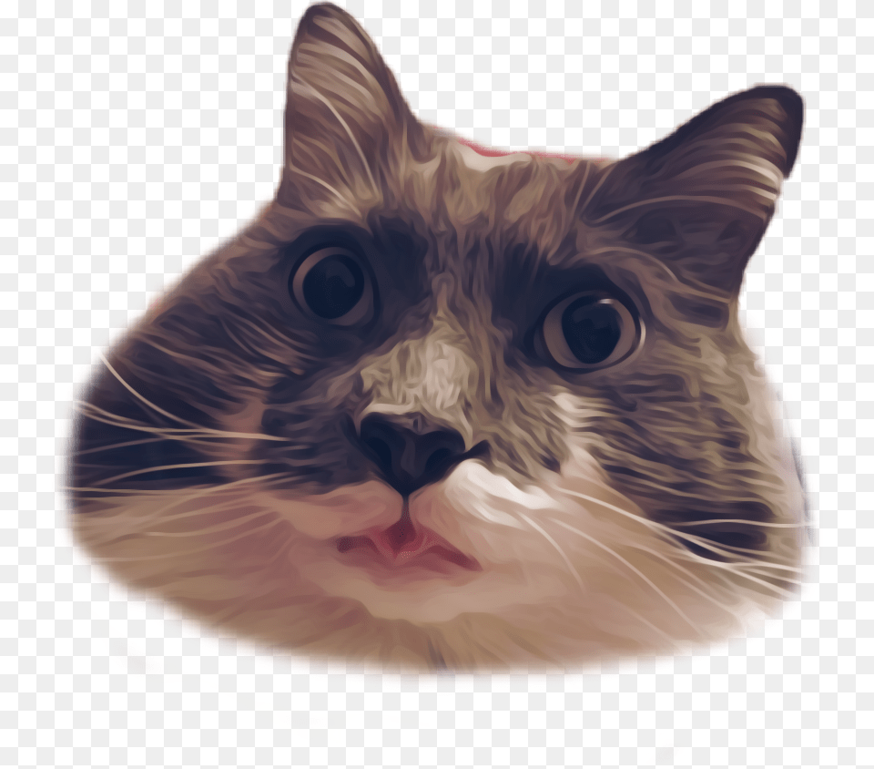 Derp Fat Chubby Cat Kitty Sticker Floof Fluffy Cat Grabs Treat, Animal, Mammal, Manx, Pet Png Image