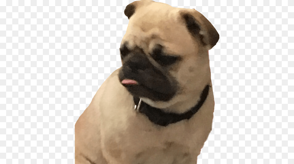 Derp Puglife Pug Cute Doggo Dog Picsart Stickers Freeto Pug, Animal, Canine, Mammal, Adult Png