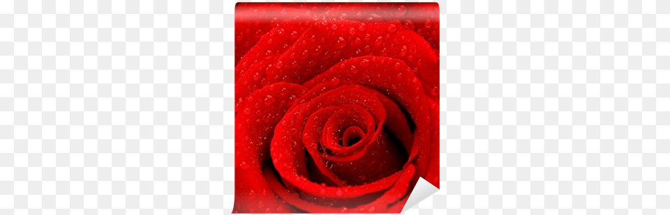 Des Rosen Hintergrundes Karte, Flower, Plant, Rose Free Png Download