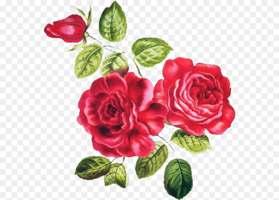 Desafio Adesivo Art Flores Rosas Nature Natureza Arte Flores, Flower, Plant, Rose, Petal Free Png Download