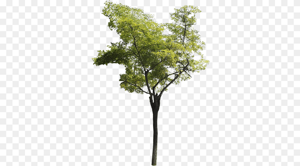 Descarga El Arbol Que Te Guste Tree, Tree Trunk, Plant, Leaf, Maple Png Image