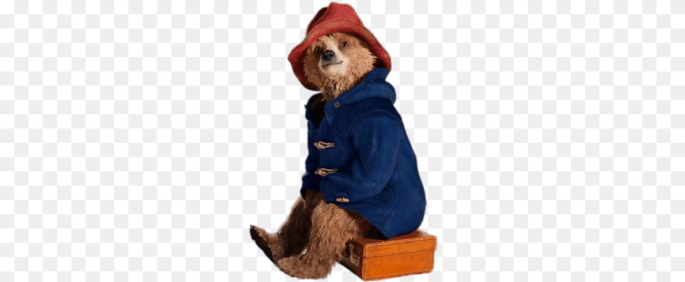 Descargar Paddington Bear Paddington Memes, Clothing, Coat, Jacket, Hat Free Transparent Png