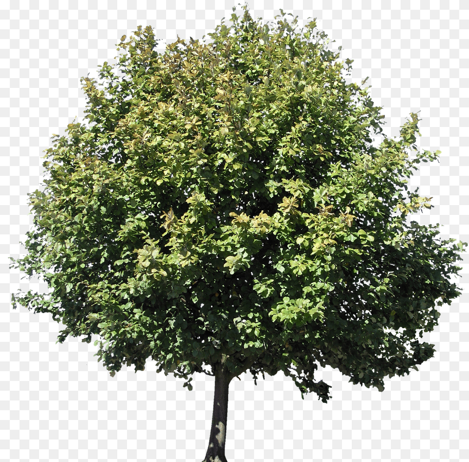 Descargar Rboles Gratis Mango Tree With Fruits, Maple, Plant, Oak, Sycamore Png