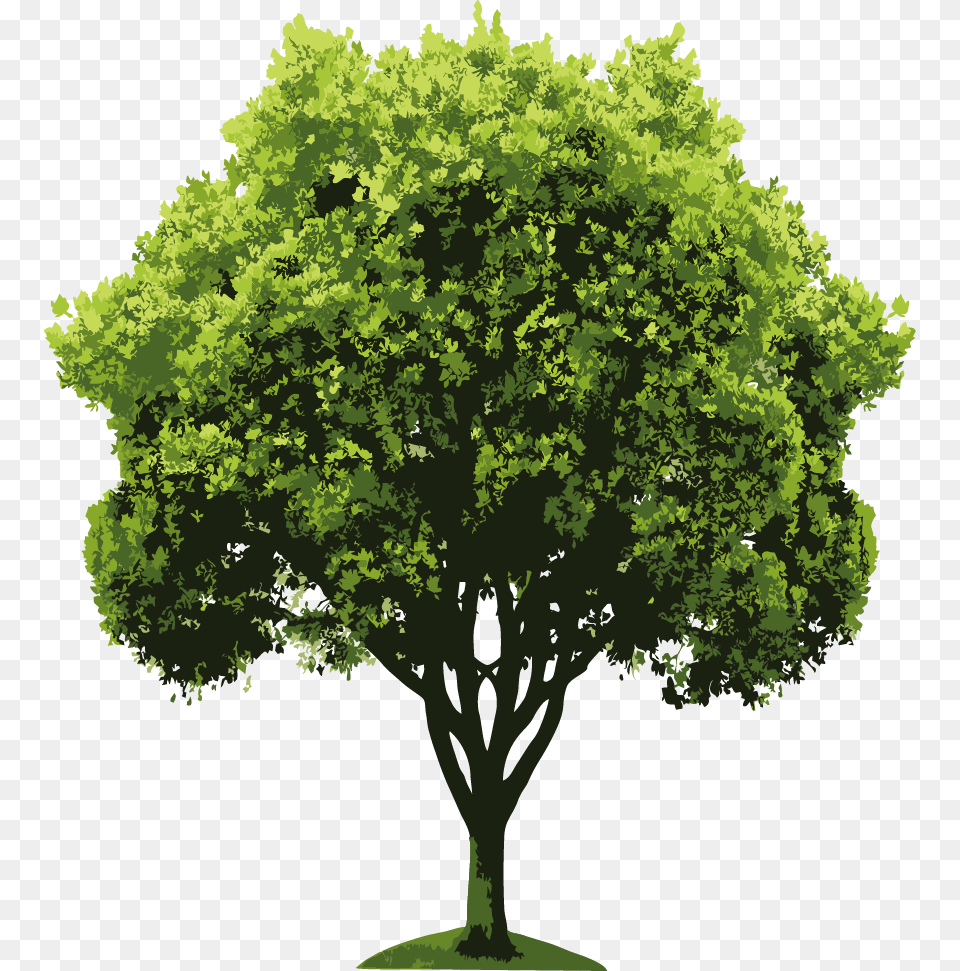 Descarregar Tree Rendering, Maple, Oak, Plant, Sycamore Free Png Download