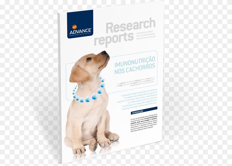 Descarregue De Forma Gratuita O Relatrio Sobre A Labrador Baby, Advertisement, Poster, Animal, Canine Free Transparent Png