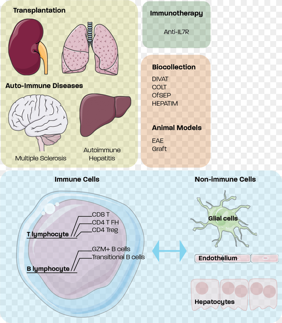 Description Diagram, Text Png Image