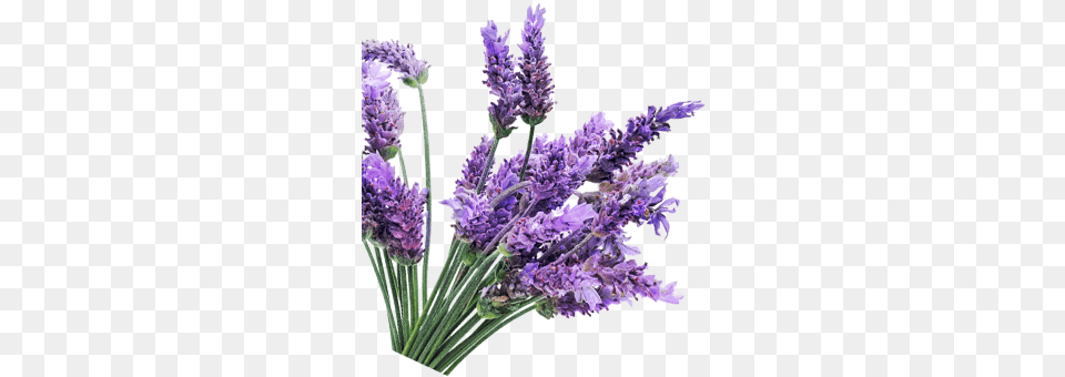 Description Goayur Lavender Post Stretch Marks Kit, Flower, Plant Png Image