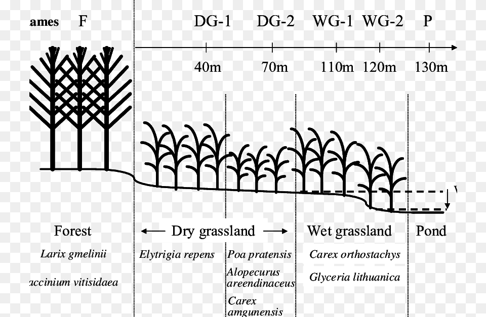 Description Of The Transect In The Neleger Alas Study Illustration, Plant, Vegetation, Chart, Plot Png