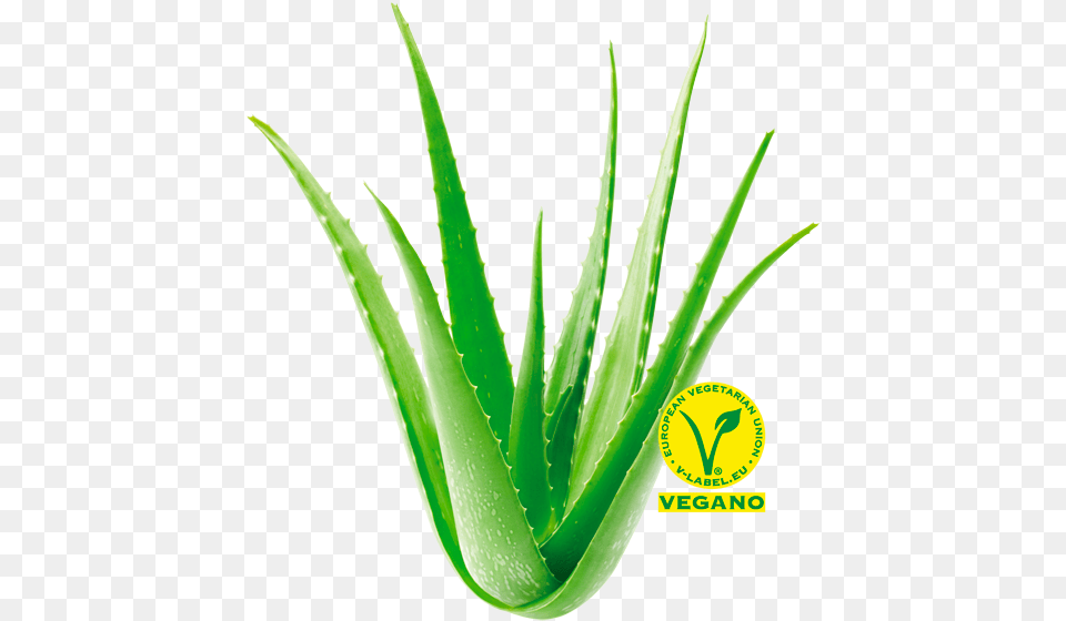 Descubre Las Propiedades Del Aloe Vera Las Coronas Agave, Plant Free Png