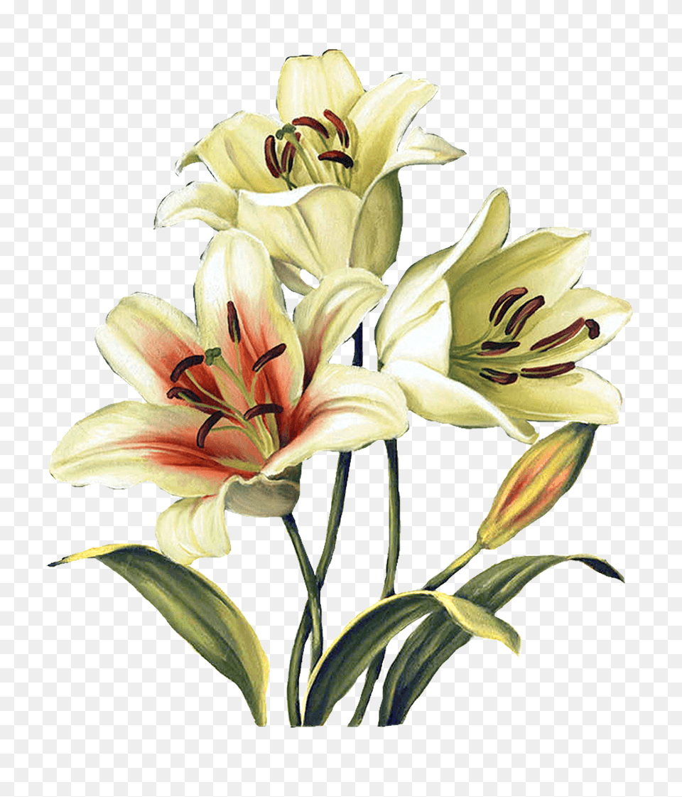 Desen In Flowers Lisa, Flower, Plant, Anther, Lily Free Png Download