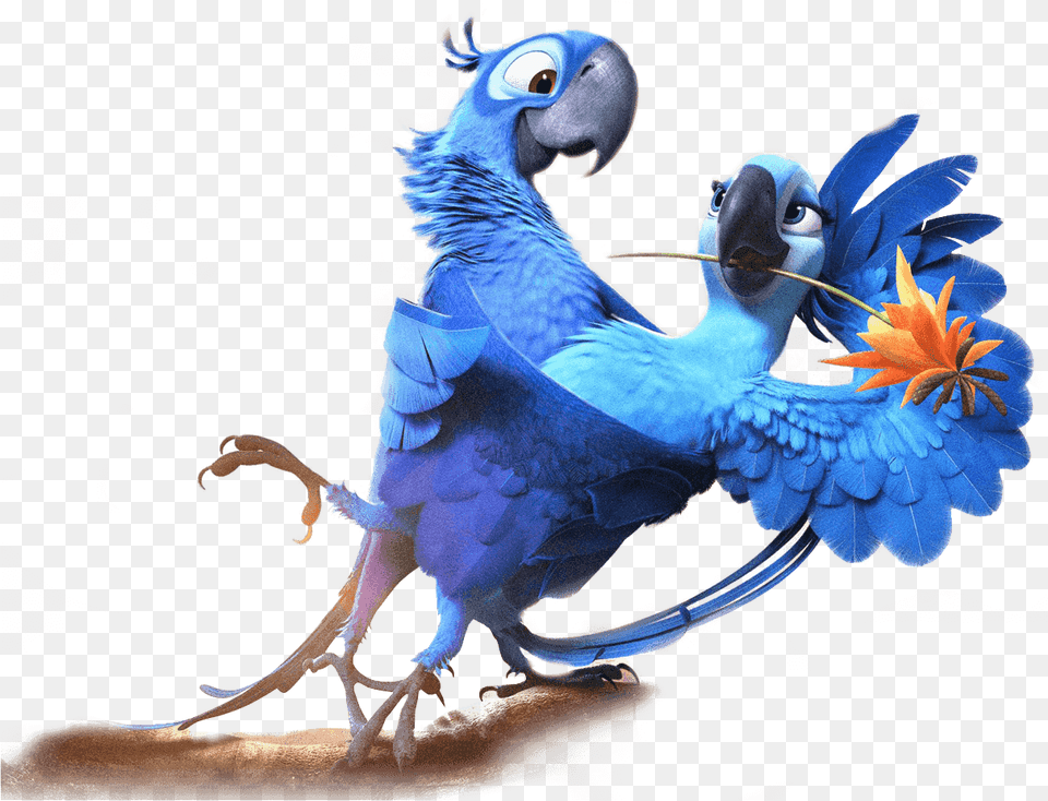 Desenho Arara Azul Filme Rio, Animal, Bird Free Png Download