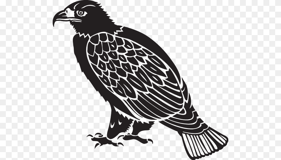 Desenho Colorido Do Gavio Real, Stencil, Animal, Bird, Vulture Png Image
