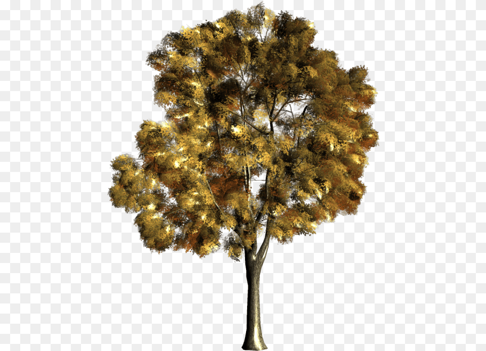 Desenho De Arvore Aquarela, Oak, Plant, Sycamore, Tree Png Image
