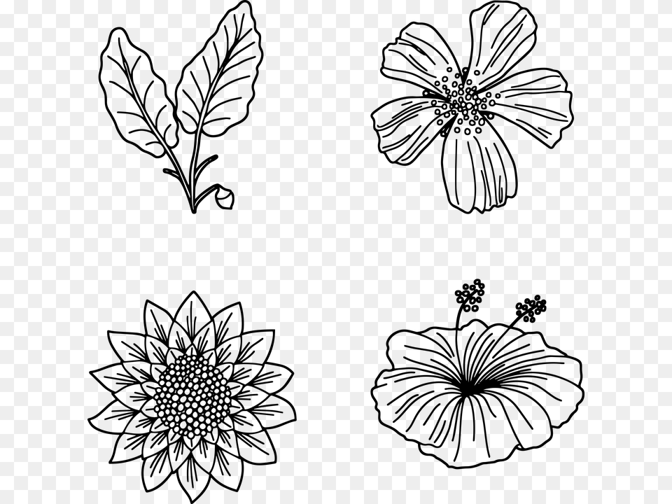 Desenho De Flores, Gray Free Png Download