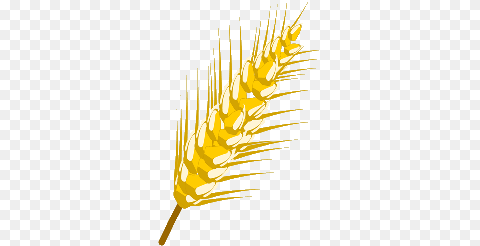 Desenho De Trigo Wheat, Food, Grain, Produce, Person Free Transparent Png