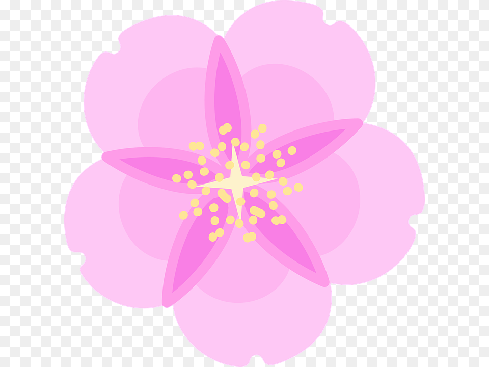 Desenho Flor De Cerejeira, Anemone, Anther, Flower, Petal Free Png