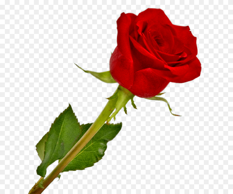 Desenho Rosas Vermelhas Flower, Plant, Rose Png Image