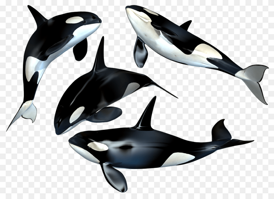 Desenhos Whale Killer Whales, Animal, Sea Life, Mammal, Orca Free Transparent Png