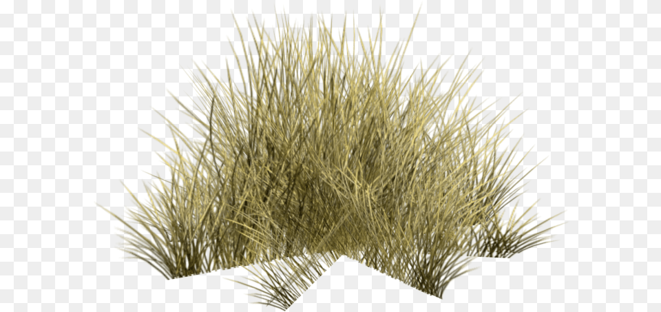 Desert, Grass, Plant, Vegetation, Bush Free Png Download