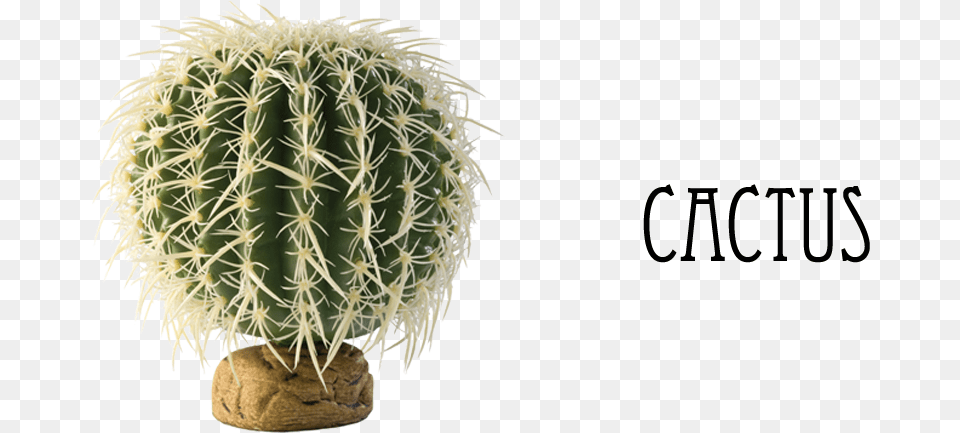 Desert Adaptation In Plants, Plant, Cactus Png