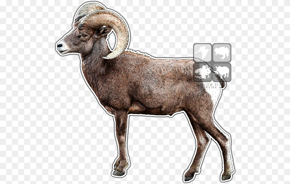 Desert Bighorn, Animal, Livestock, Mammal, Sheep Free Png