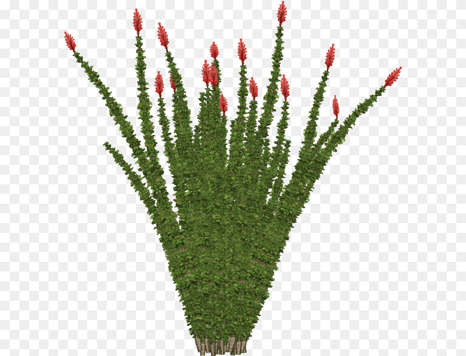 Desert Bushes, Flower, Flower Arrangement, Plant, Rose Png Image