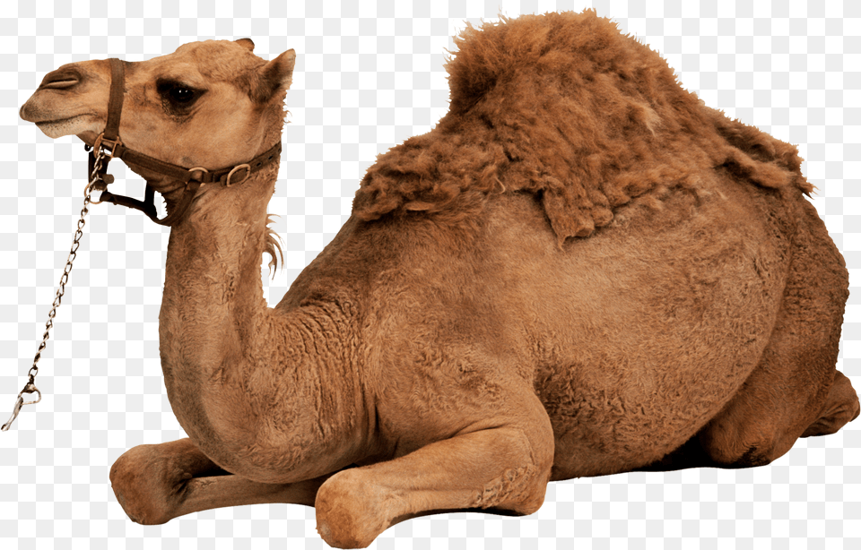 Desert Camel Sitting Animal, Mammal, Horse Png Image