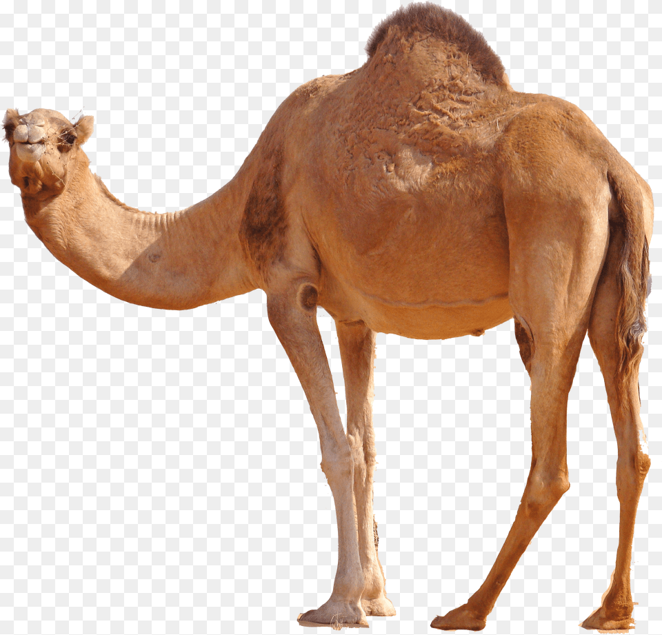 Desert Camel Standing Image Camel, Animal, Mammal, Kangaroo Free Png Download
