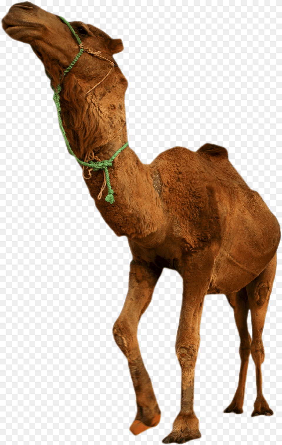 Desert Camel Standing Image Desert Animals Free Transparent Png