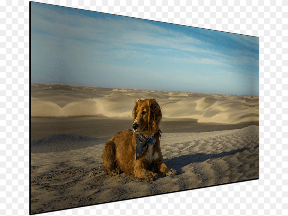 Desert Dog Canvas Print Alaska Kombi Life Dog, Outdoors, Nature, Animal, Pet Free Transparent Png