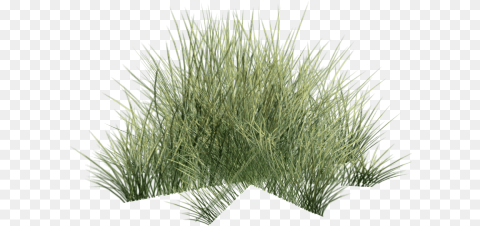 Desert Grass Plant, Vegetation, Bush Free Transparent Png