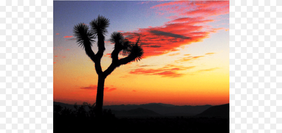 Desert Home With View By Joshua Tree National Park, Nature, Outdoors, Sky, Plant Free Png