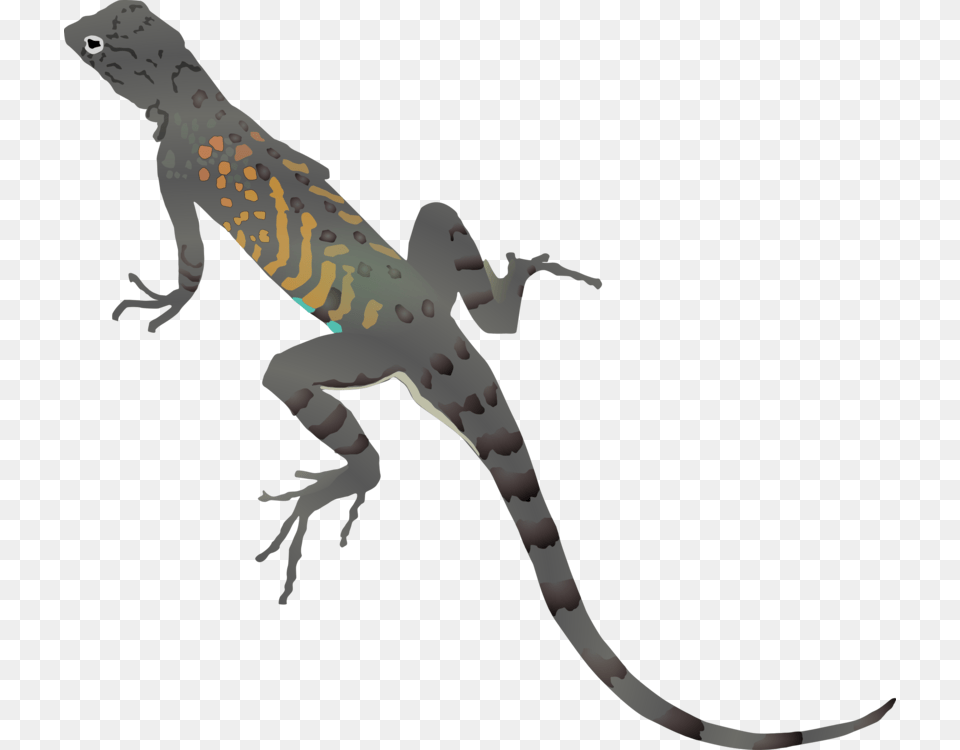 Desert Horned Lizard Chameleons Common Iguanas Vertebrate, Animal, Gecko, Reptile, Anole Free Png