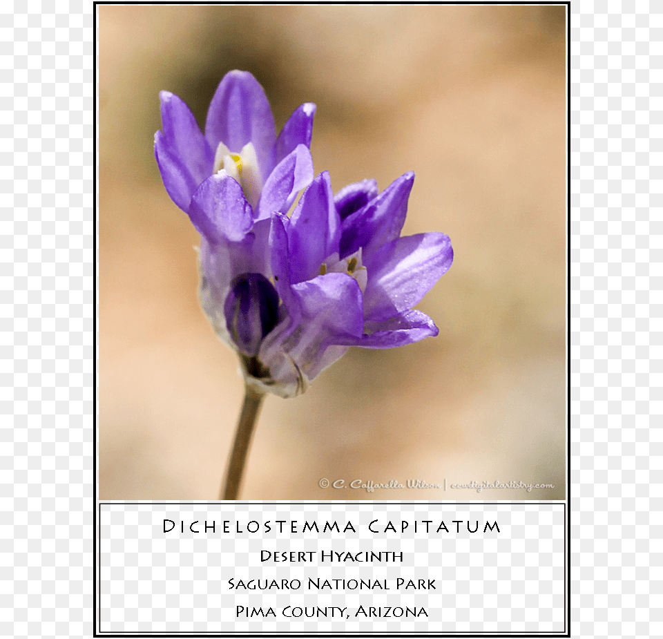 Desert Hyacinth Snow Crocus, Flower, Geranium, Plant, Iris Free Png Download