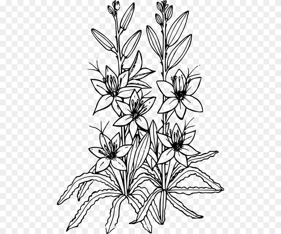 Desert Lily Desert Willow Flower Drawing, Gray Free Png