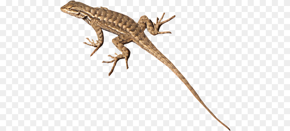 Desert Lizard, Animal, Gecko, Reptile Free Transparent Png