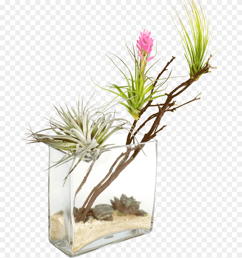 Desert Oasis Arid Plants, Flower, Flower Arrangement, Ikebana, Plant Free Png Download
