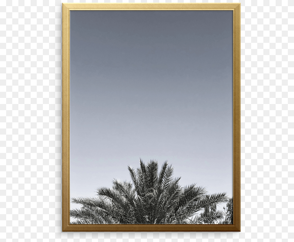 Desert Palm Art Print Cypress Family, Fir, Plant, Tree, Palm Tree Free Png Download